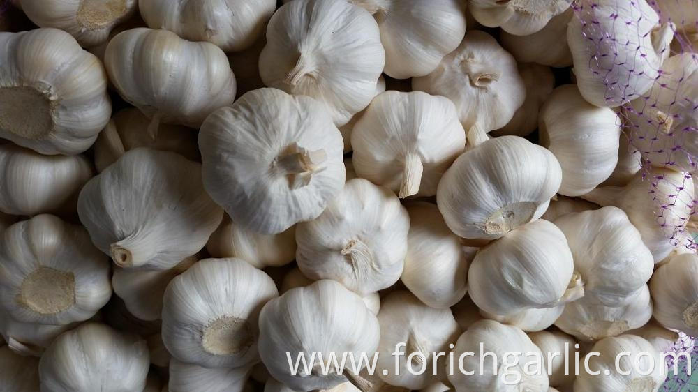 Pure White Garlic